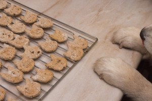 Dog10