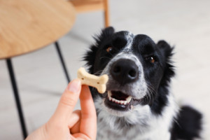 Dog11