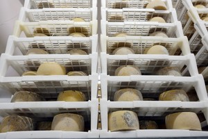 cheese maturing