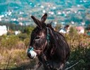 【Easy Portuguese - alimentar um burro a pão-de-ló】