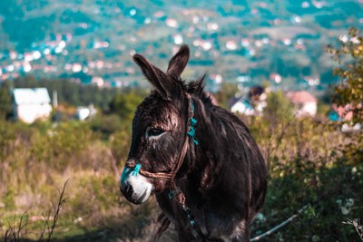 【Easy Portuguese - alimentar um burro a pão-de-ló】