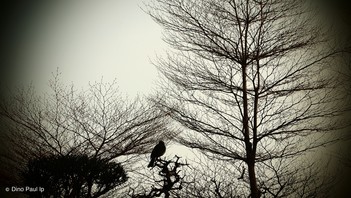 葉志剛導師作品二