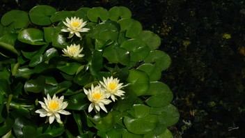 葉志剛導師作品十